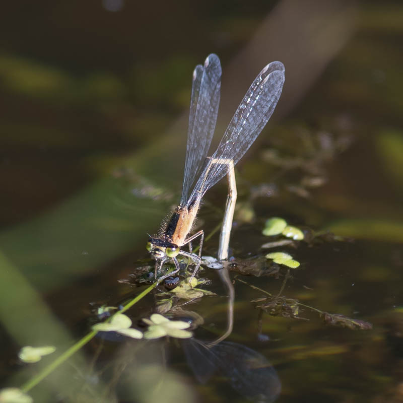 Scarce Blue-tailed Damselfly